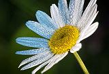 Dewy Daisy_DSCF04743-6